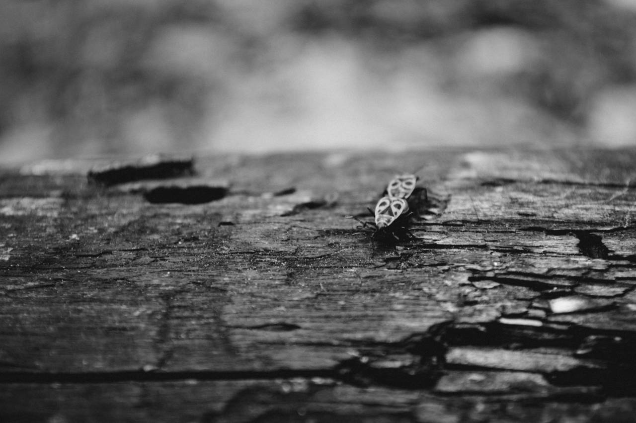  nature  beautiful  close up  free images  — free black and white photo