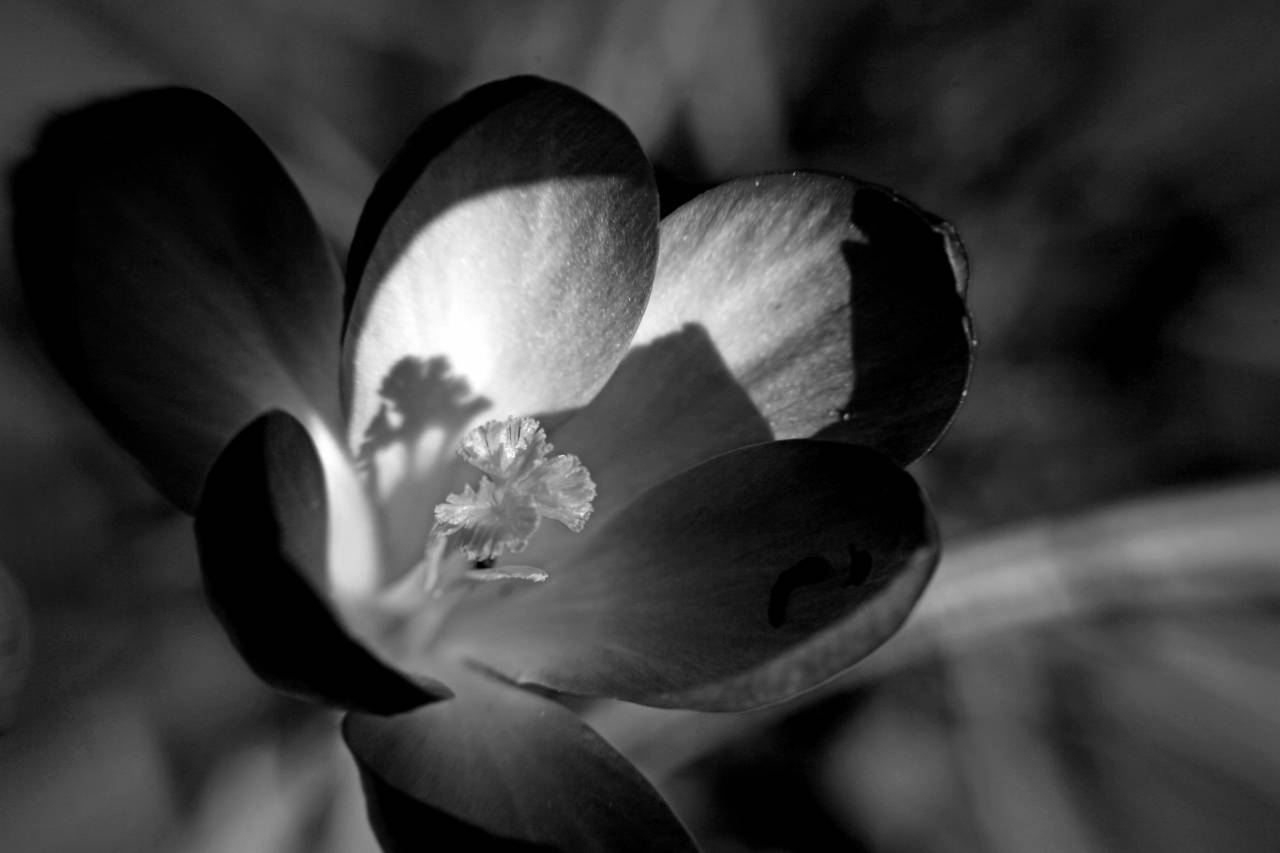   nature  blossom  flower  purple  petal  — free black and white photo