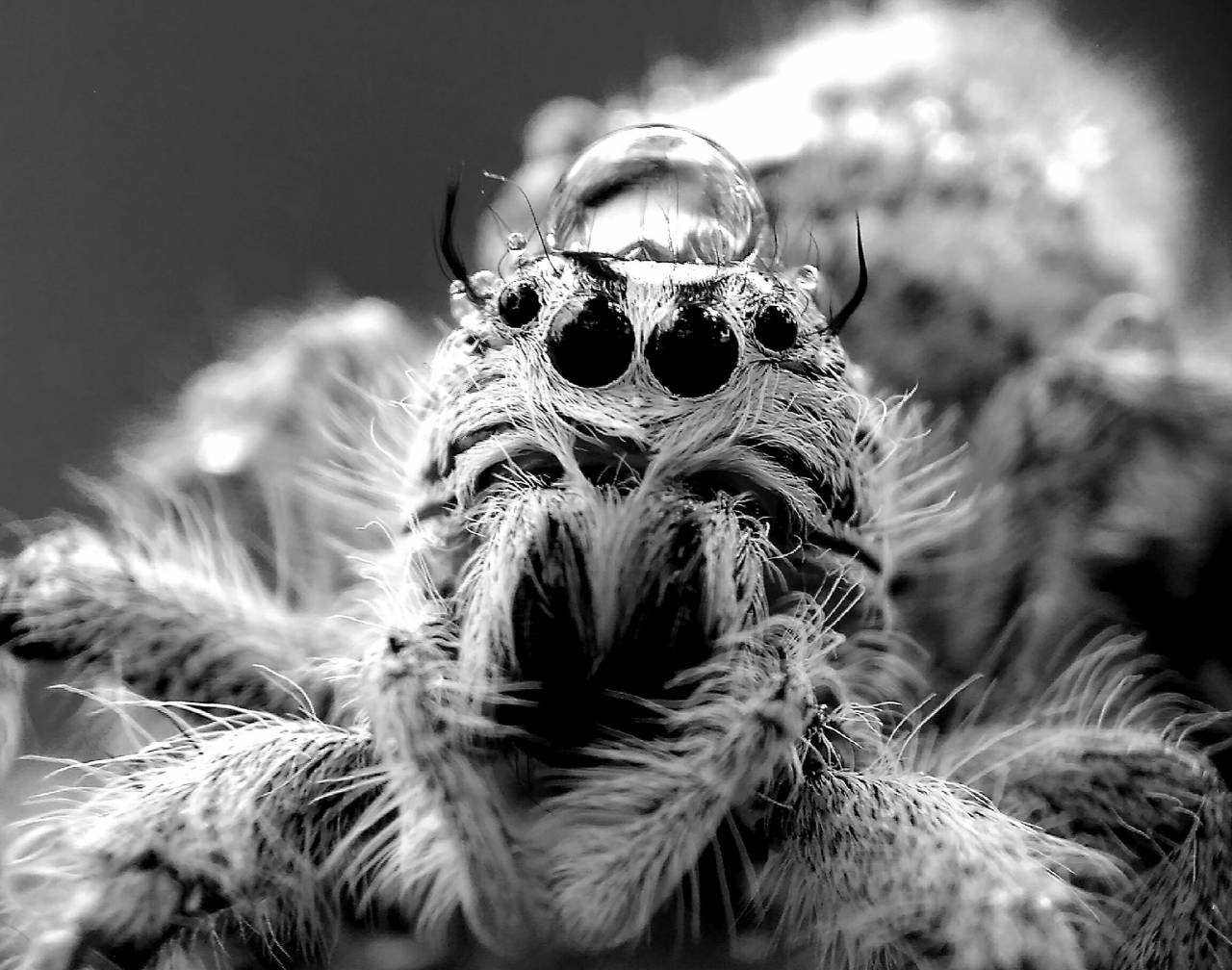   nature  flower  wild  insect  fauna  — free black and white photo
