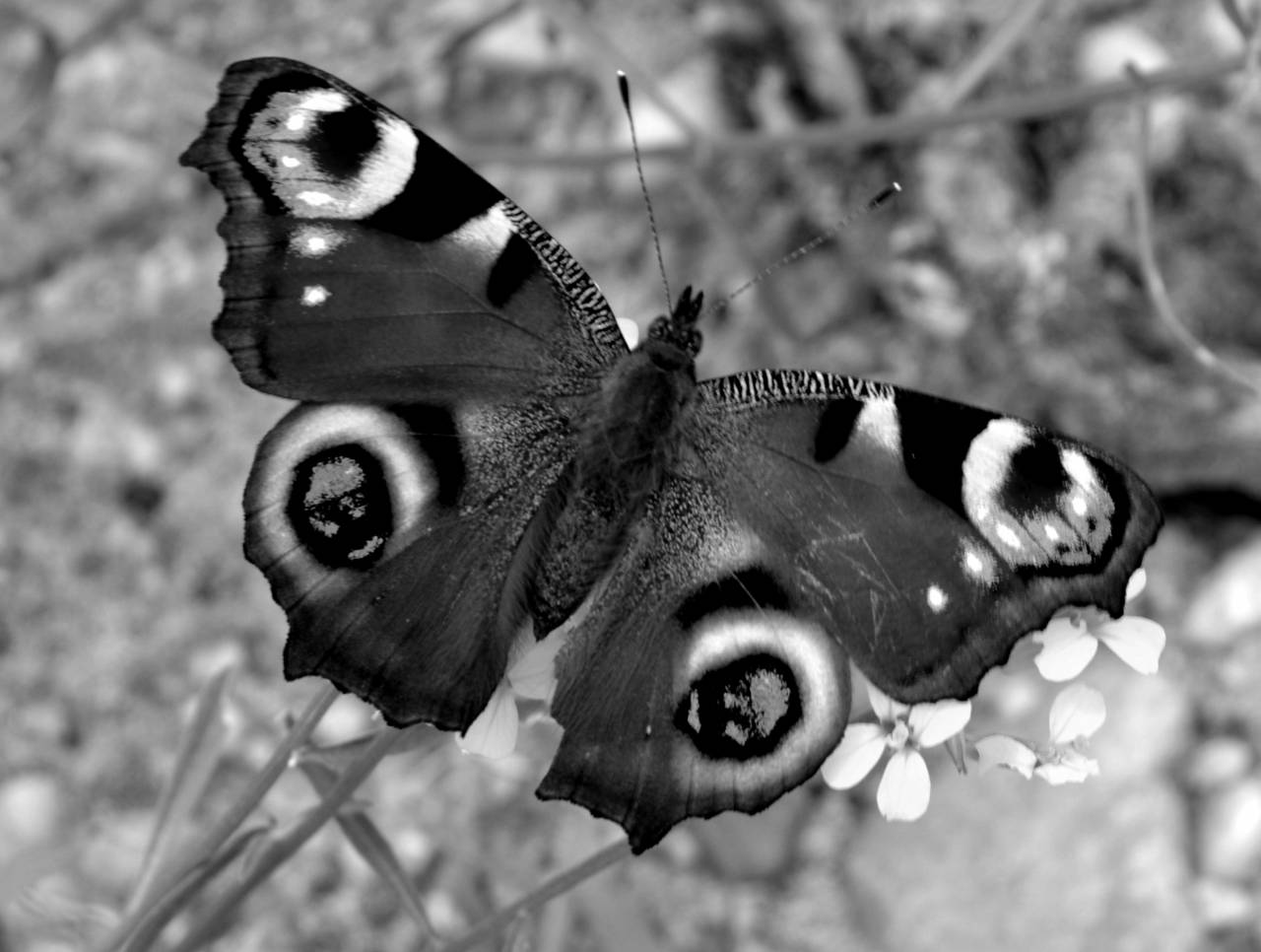   nature  flower  wildlife  insect  fauna  — free black and white photo