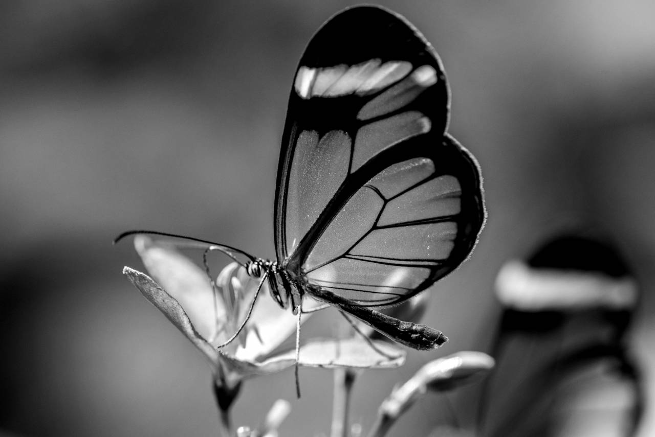   nature  forest  leaf  flower  petal  animal  — free black and white photo