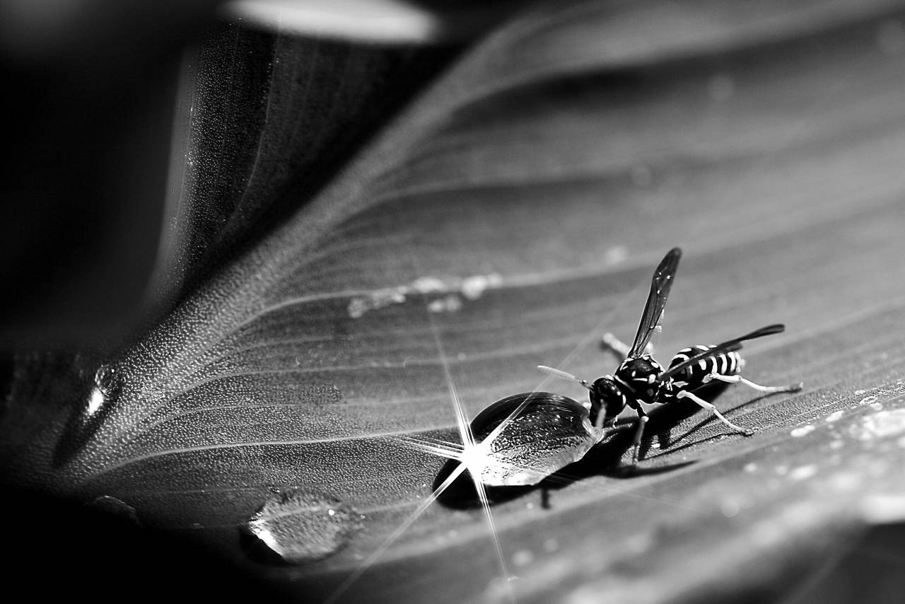  nature  grass  flower  fly  summer  green  — free black and white photo