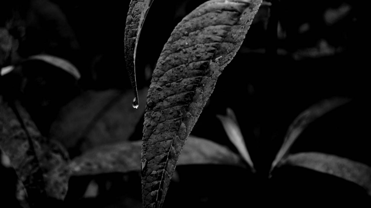   nature  leaf  flower  wet  green  jungle  — free black and white photo
