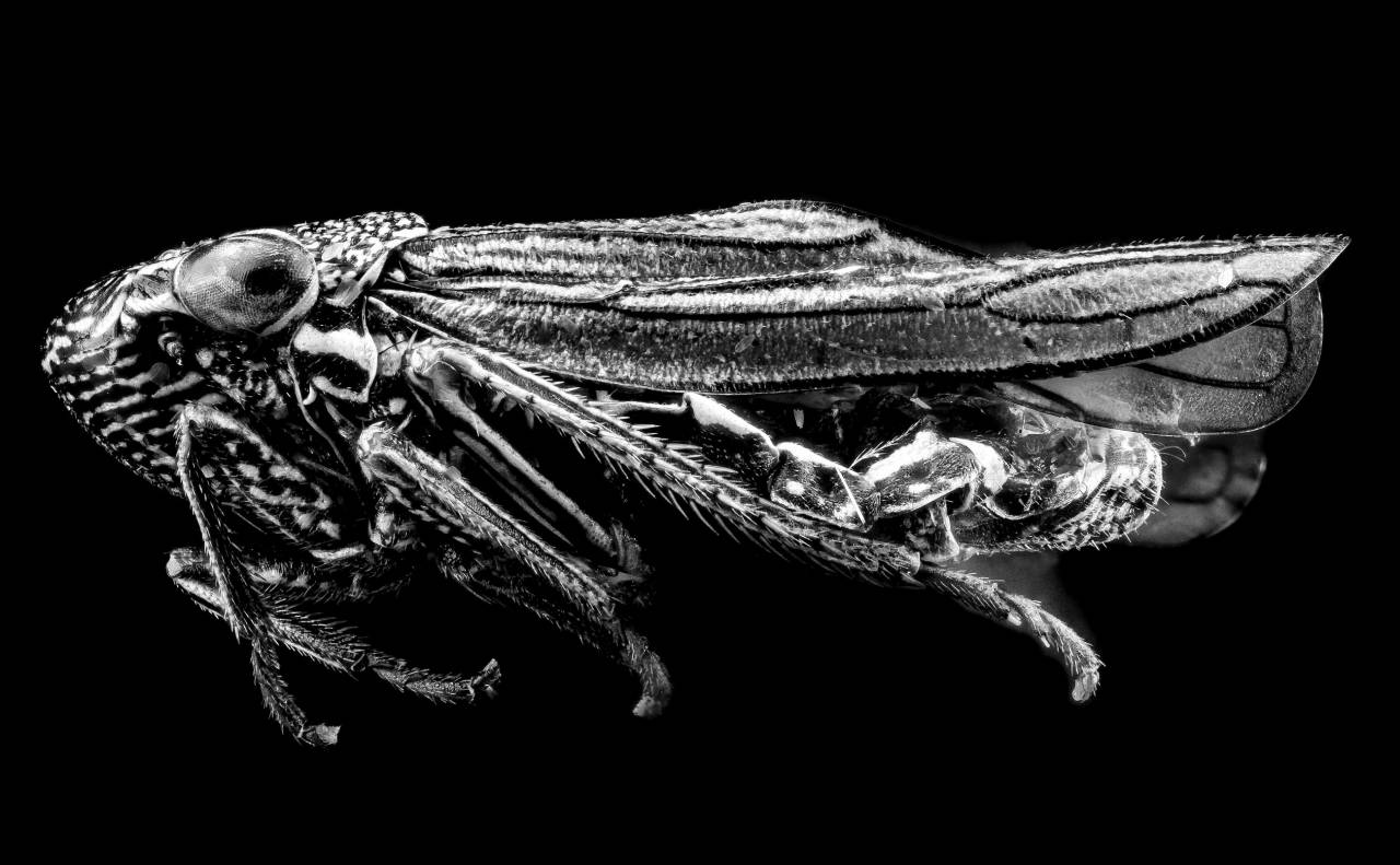   nature  profile  wildlife  portrait  insect  — free black and white photo