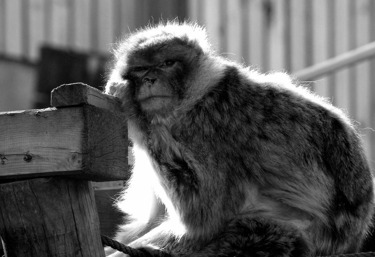   nature  wildlife  macro  mammal  fauna  — free black and white photo