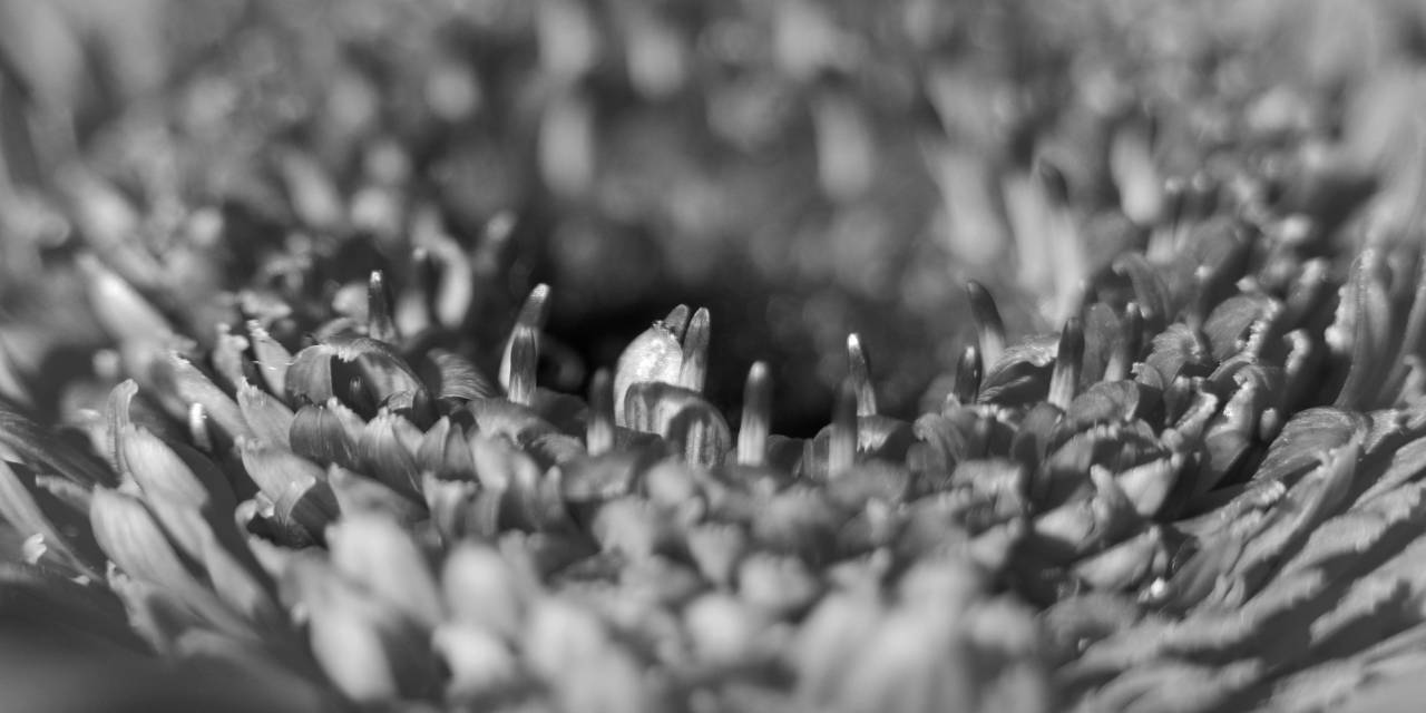   petal  orange  red  yellow  garden  flora  — free black and white photo