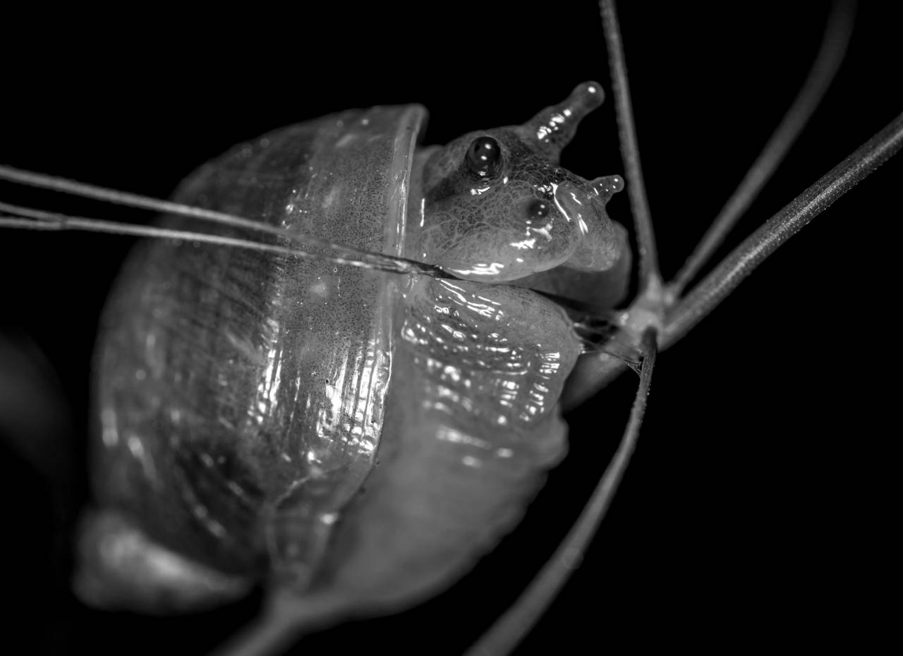   snail  fauna  snails and slugs  macro  — free black and white photo