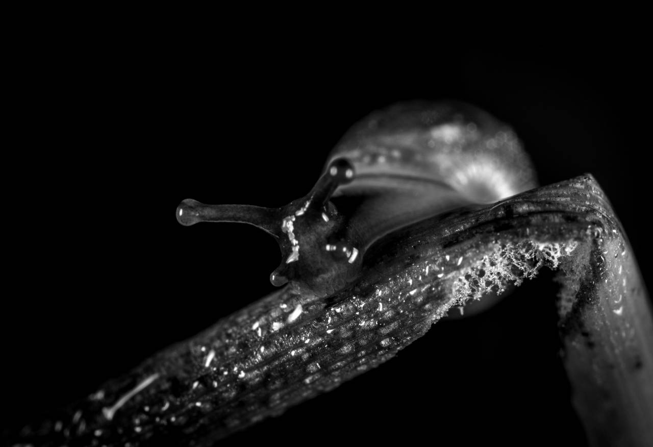   snail  snails and slugs  slug  macro  — free black and white photo
