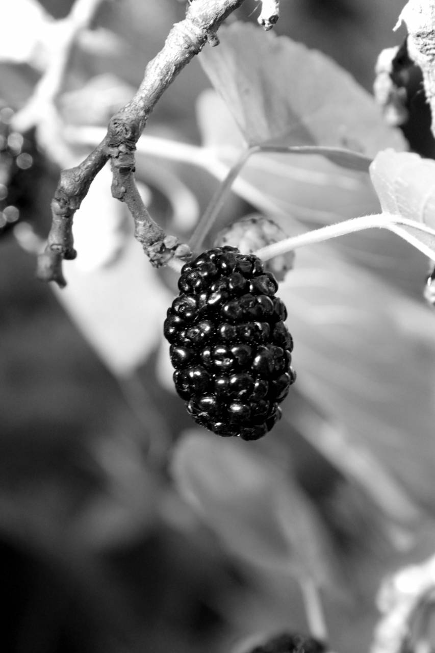   tree  branch  fruit  berry  leaf  flower  — free black and white photo