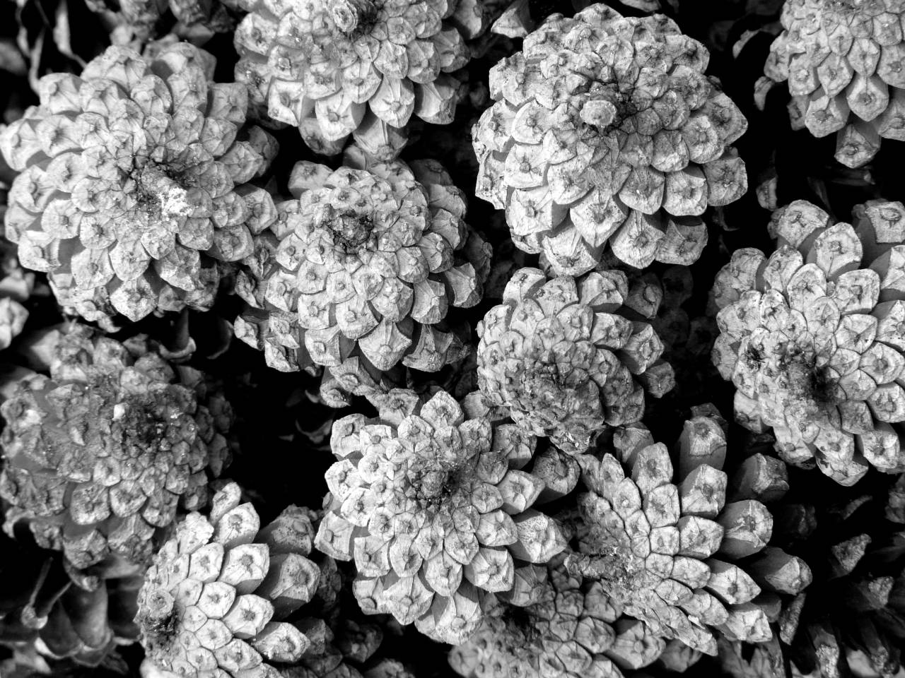   tree  wood  flower  pattern  produce  macro  — free black and white photo