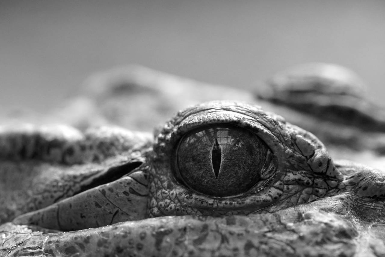   wildlife  fauna  crocodile  close up  eye  — free black and white photo