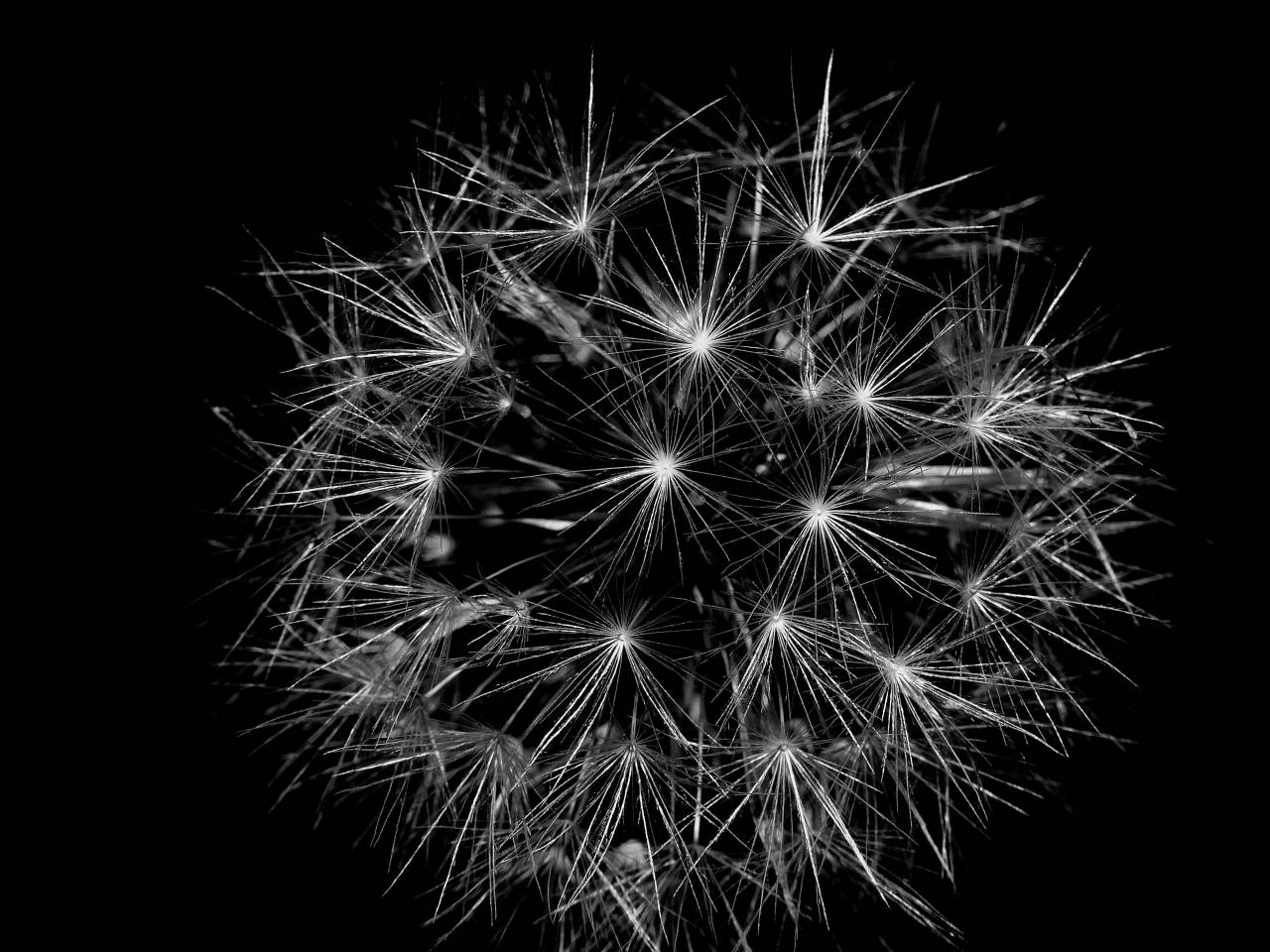   nature  flower  sparkler  flowers  fireworks  — free black and white photo