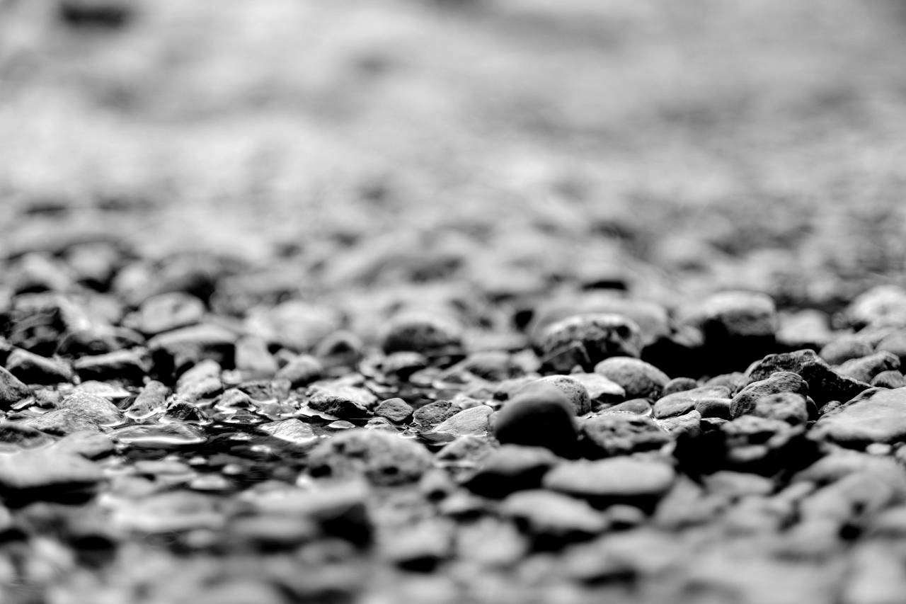   nature  grass  sand  rock  leaf  flower  — free black and white photo