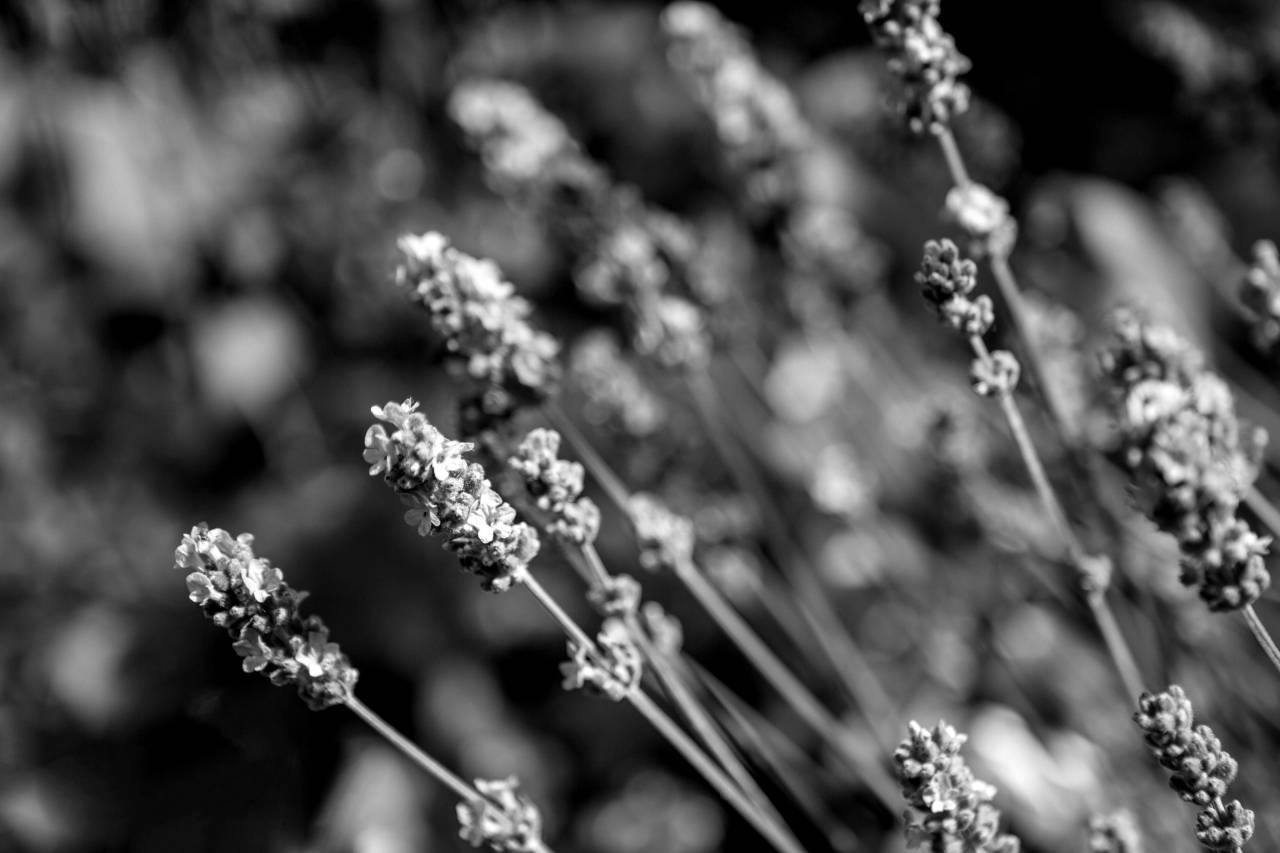Lavender Flowers  — free black and white photo