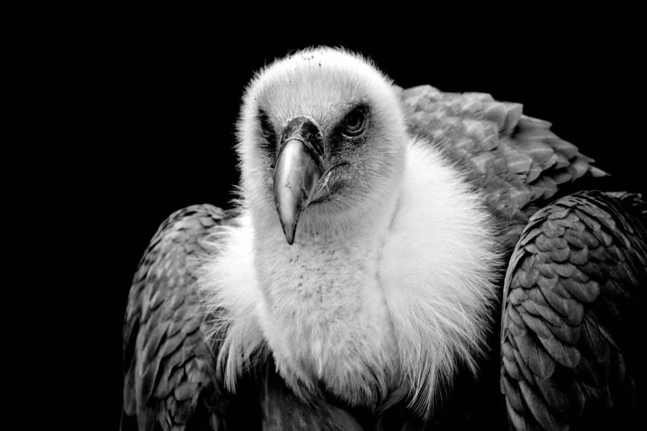 Vulture Bird  — free black and white photo