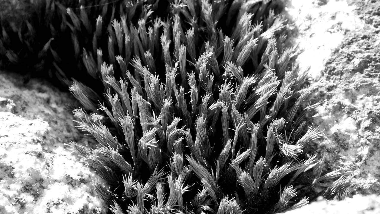   flower  stone  dry  seaweed  yellow  coral  — free black and white photo