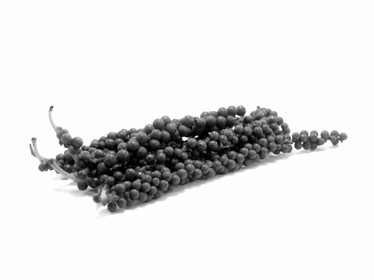   grain  leaf  seed  round  flower  dry  pile  — free black and white photo