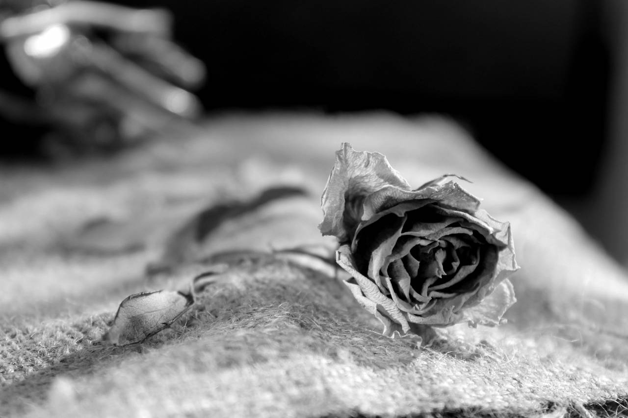   hand  leaf  petal  bouquet  rose  produce  — free black and white photo