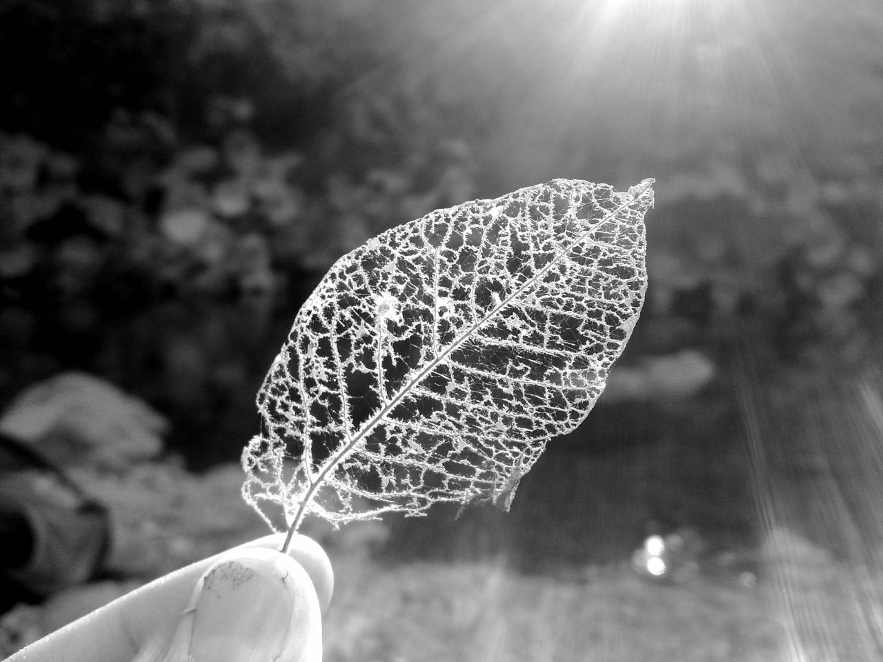   hand  nature  wilderness  structure  plant  — free black and white photo