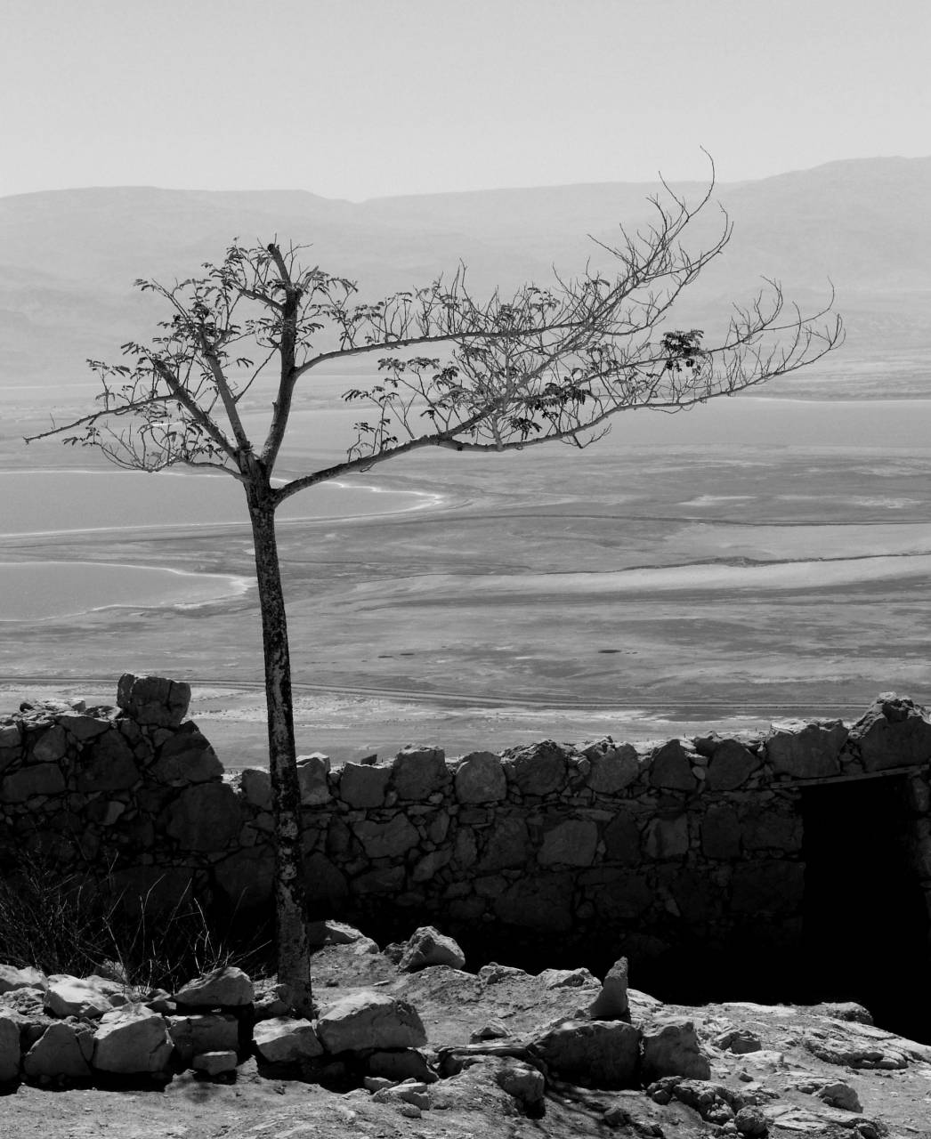   landscape  coast  tree  outdoor  sand  rock  — free black and white photo