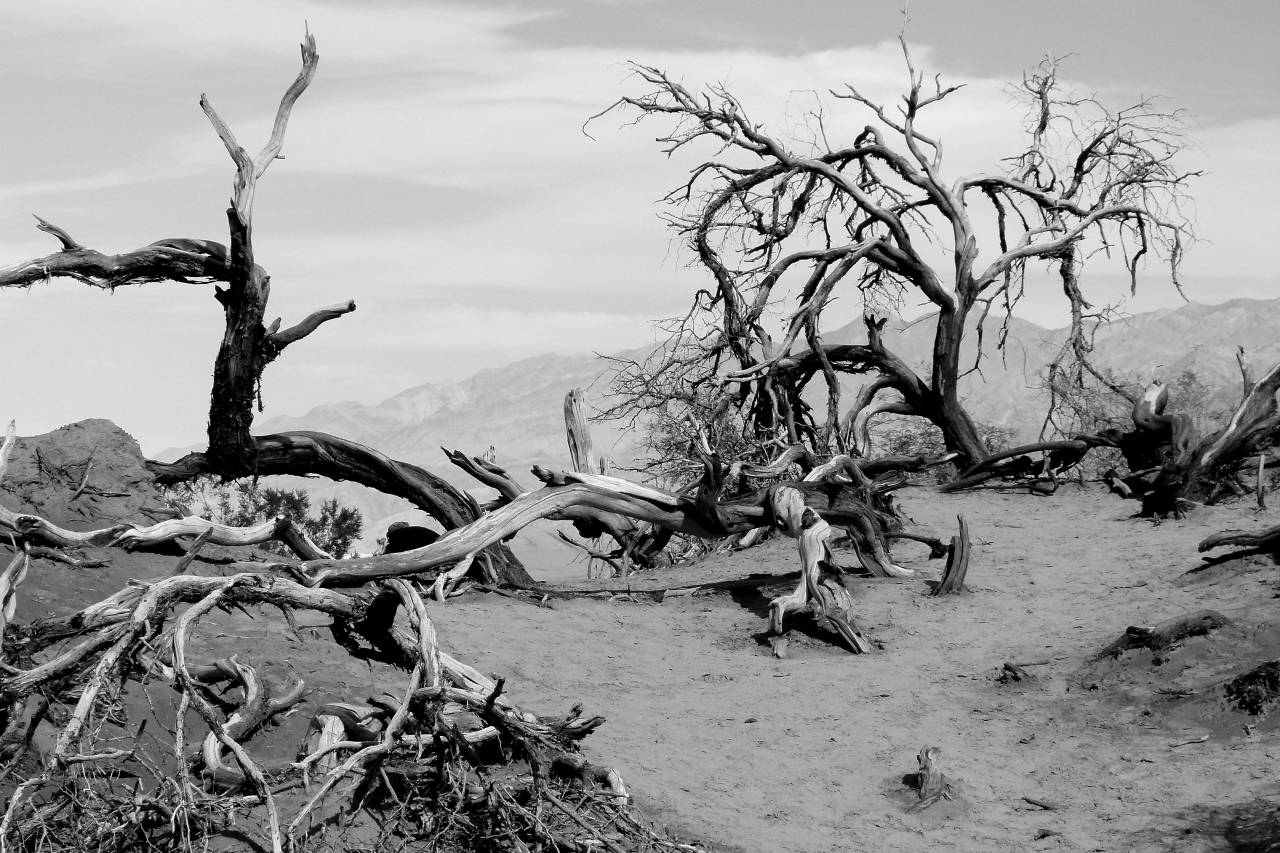   landscape  driftwood  tree  sand  wilderness  — free black and white photo