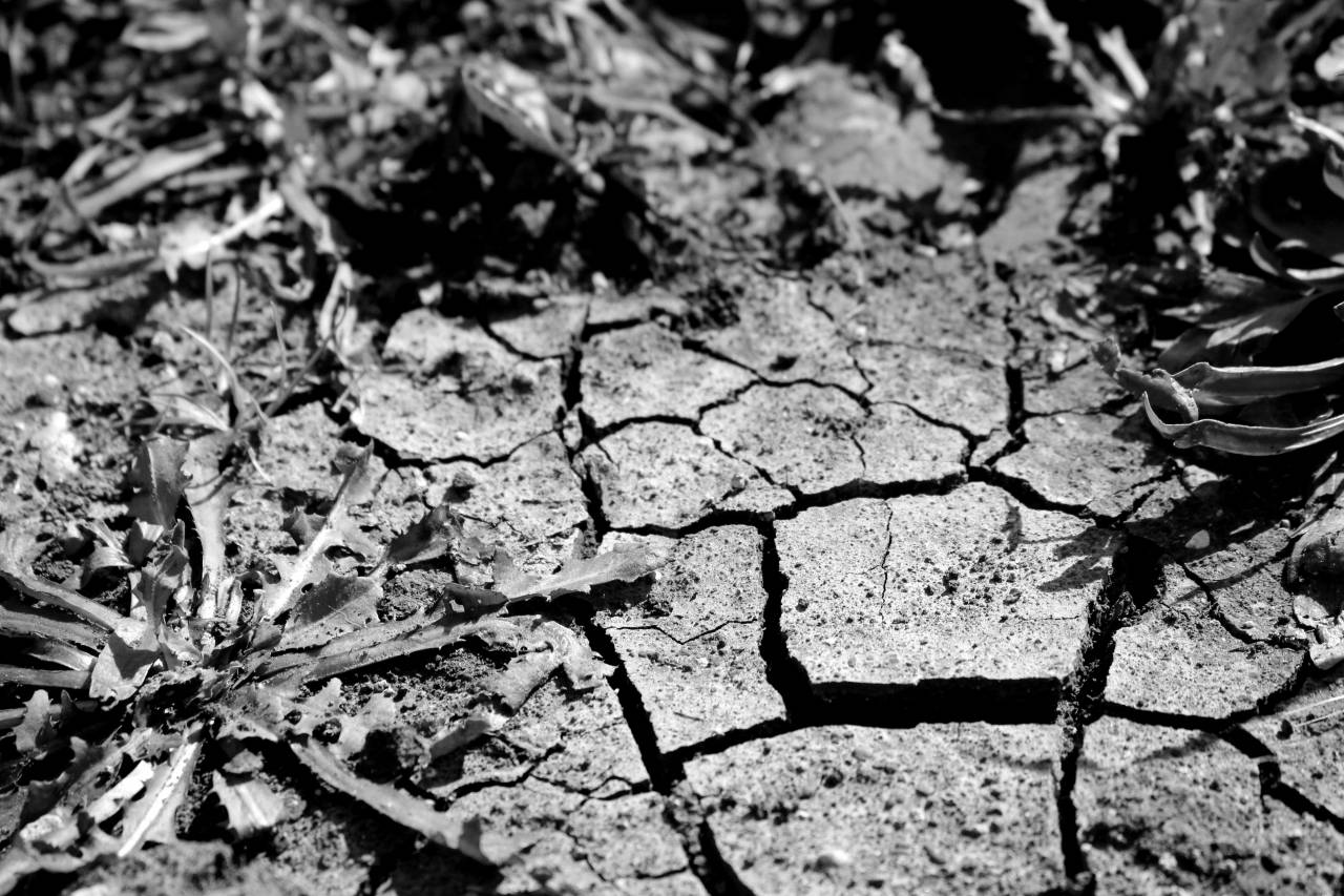   landscape  nature  plant  ground  meadow  — free black and white photo
