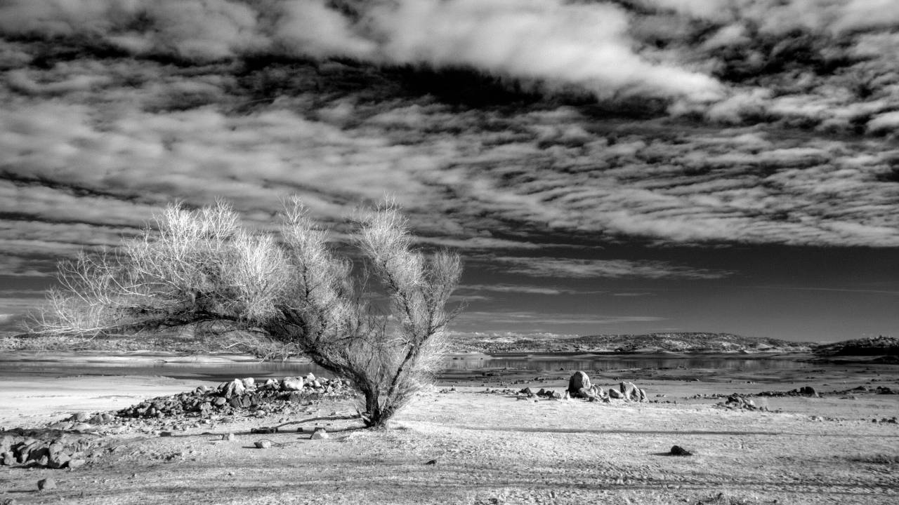   landscape  sea  tree  water  nature  horizon  — free black and white photo