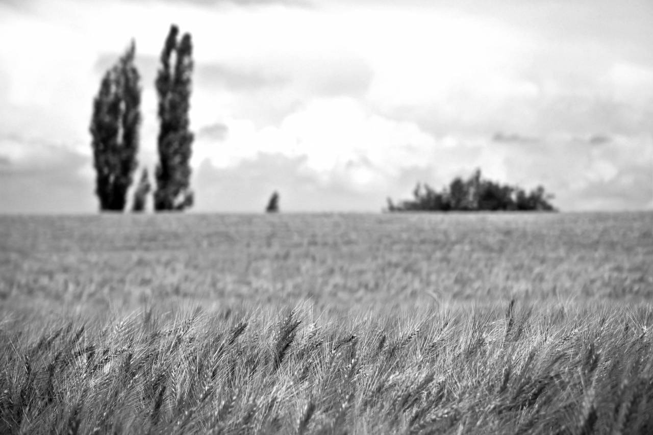   landscape  tree  nature  horizon  sky  farm  — free black and white photo