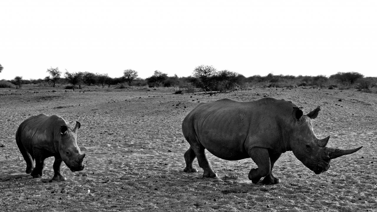   nature  adventure  animal  dry  wildlife  — free black and white photo