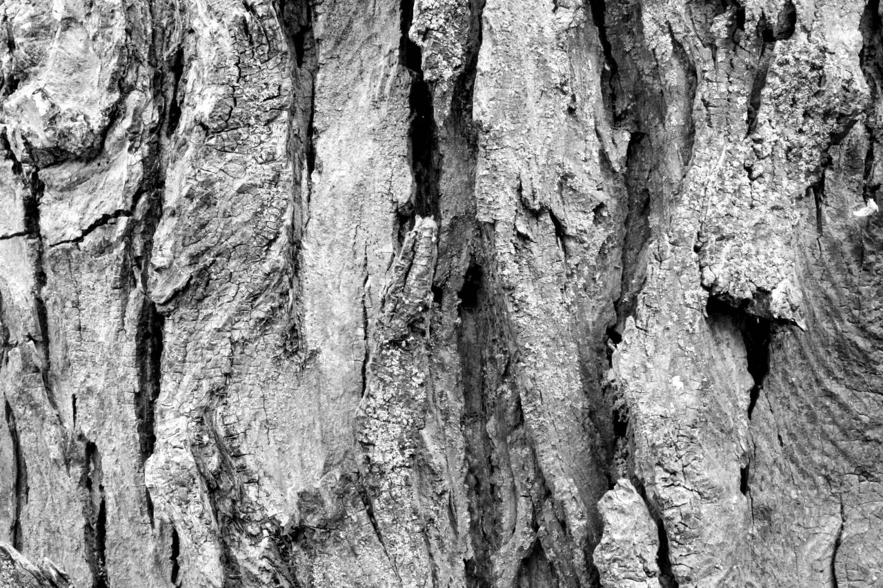   nature  branch  abstract  wood  texture  — free black and white photo