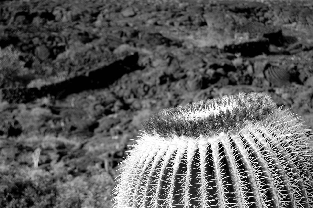   nature  cactus  flower  dry  wildlife  soil  — free black and white photo