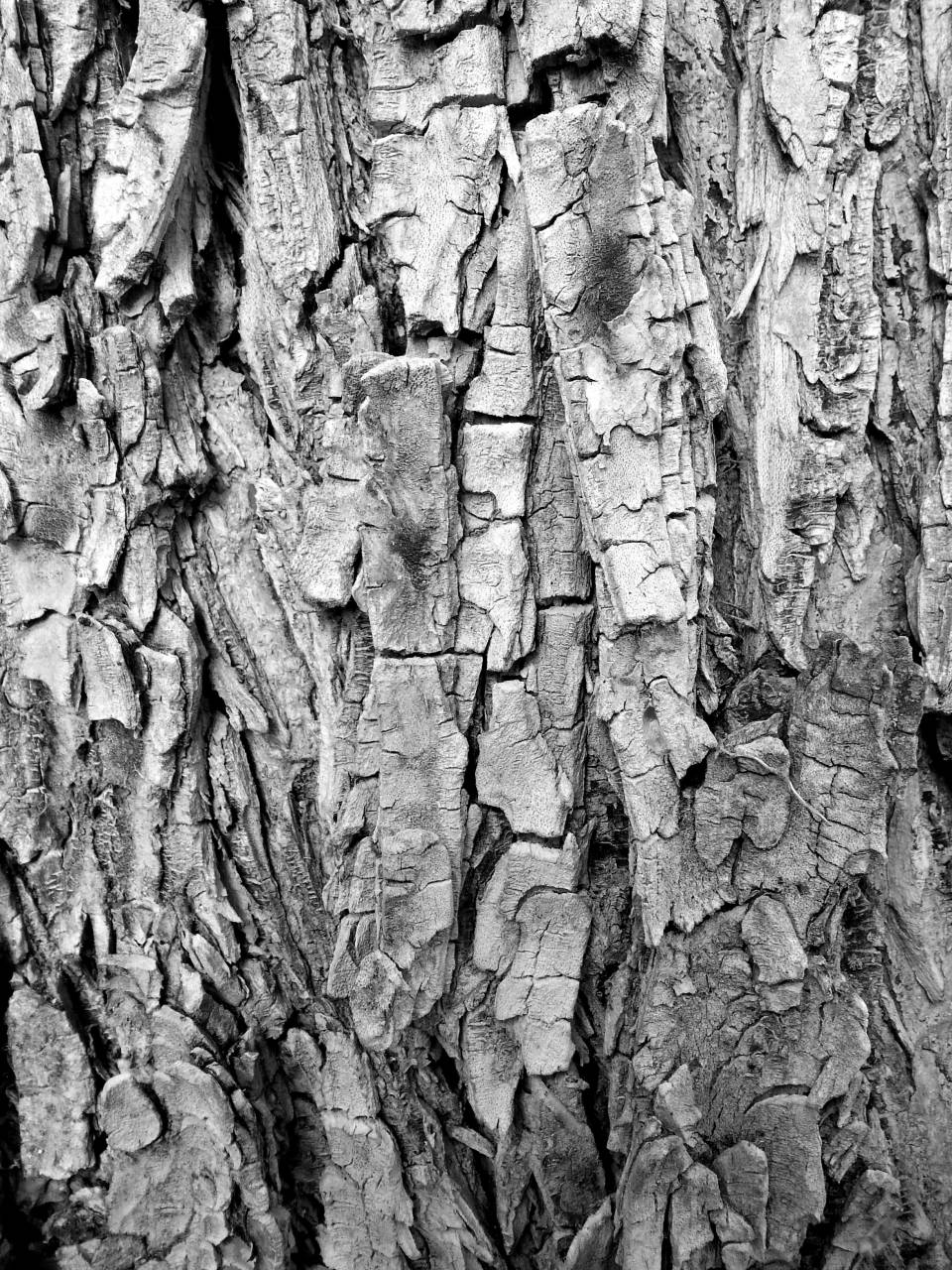   nature  forest  branch  structure  wood  — free black and white photo