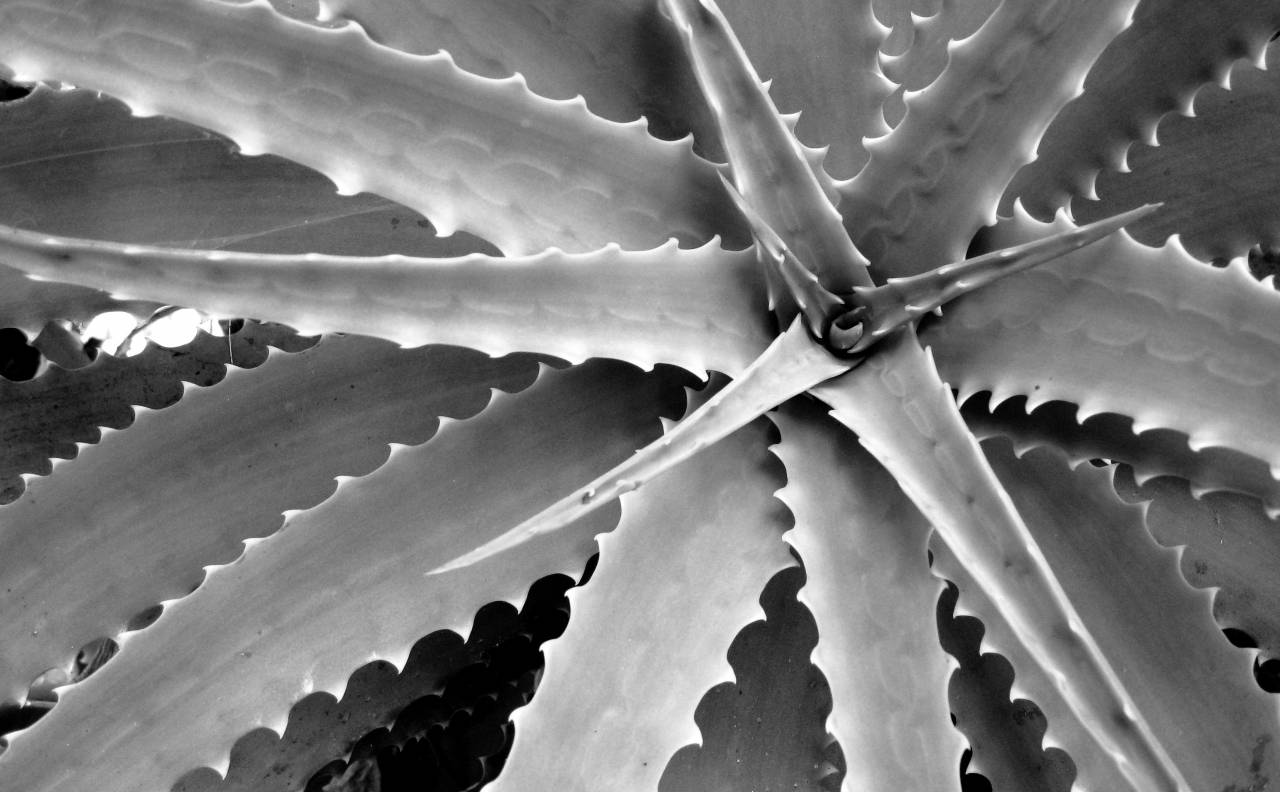   nature  spiky  prickly  sharp  flower  dry  — free black and white photo