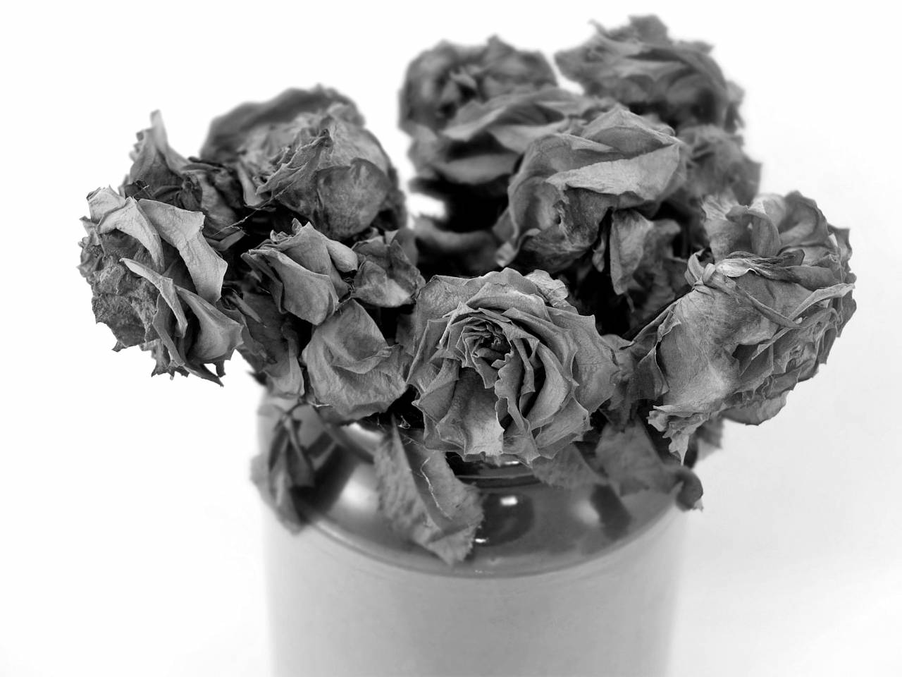   roses  blooms  dried flowers  texture  dry  — free black and white photo