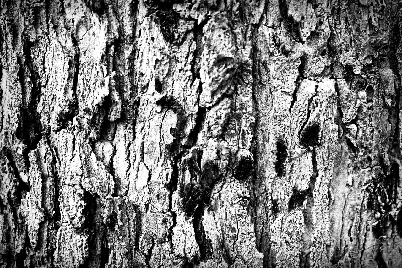   tree  nature  branch  wood  ground  texture  — free black and white photo