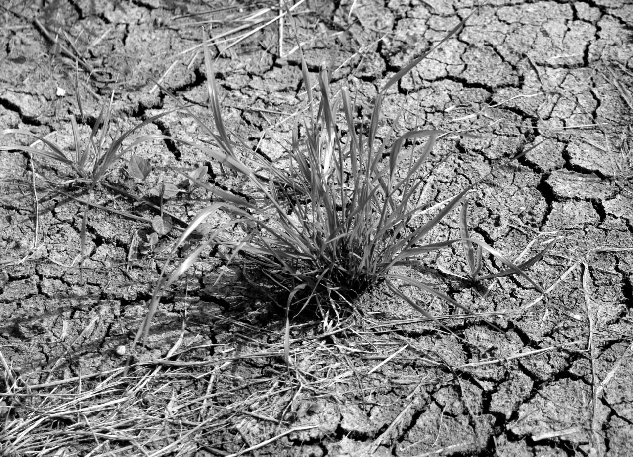   tree  nature  ground  leaf  flower  dry  — free black and white photo