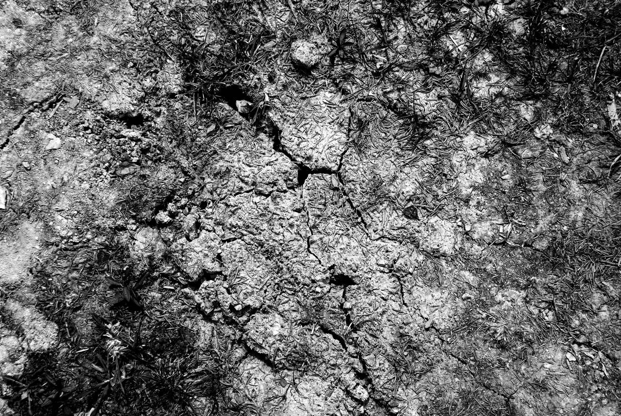   tree  nature  rock  ground  texture  leaf  — free black and white photo