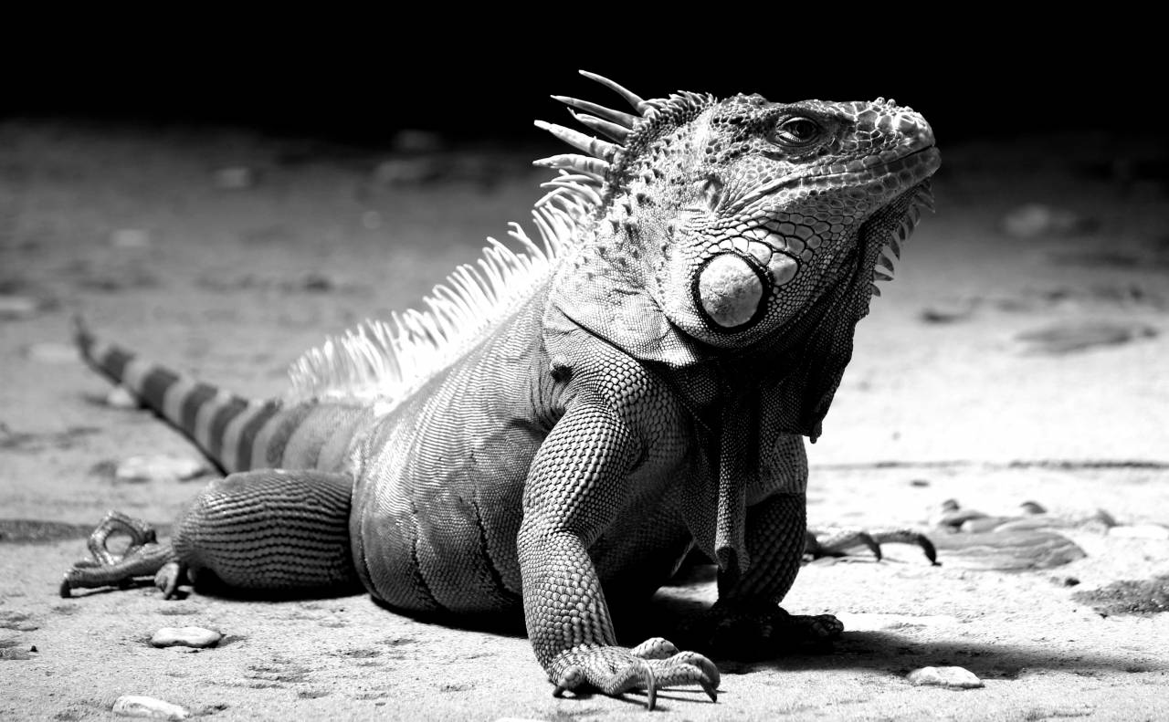   watch  nature  animal  dry  wildlife  zoo  — free black and white photo