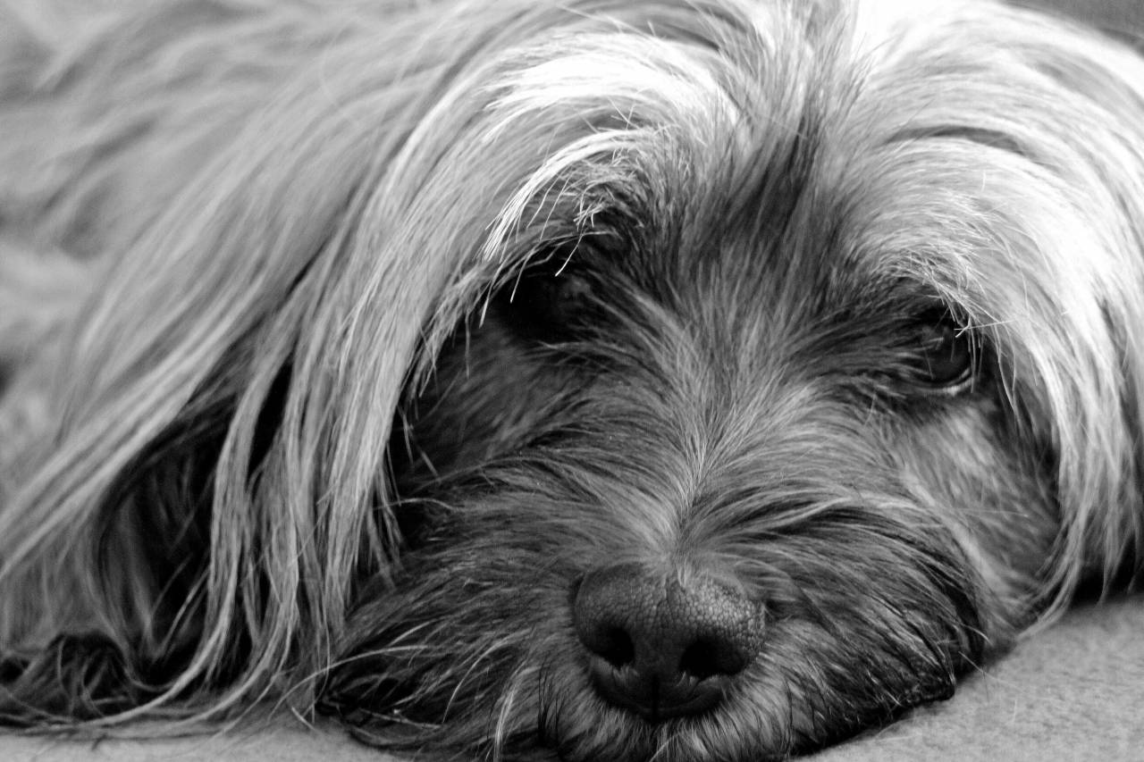   animal  cute  portrait  brown  tibet  nose  — free black and white photo