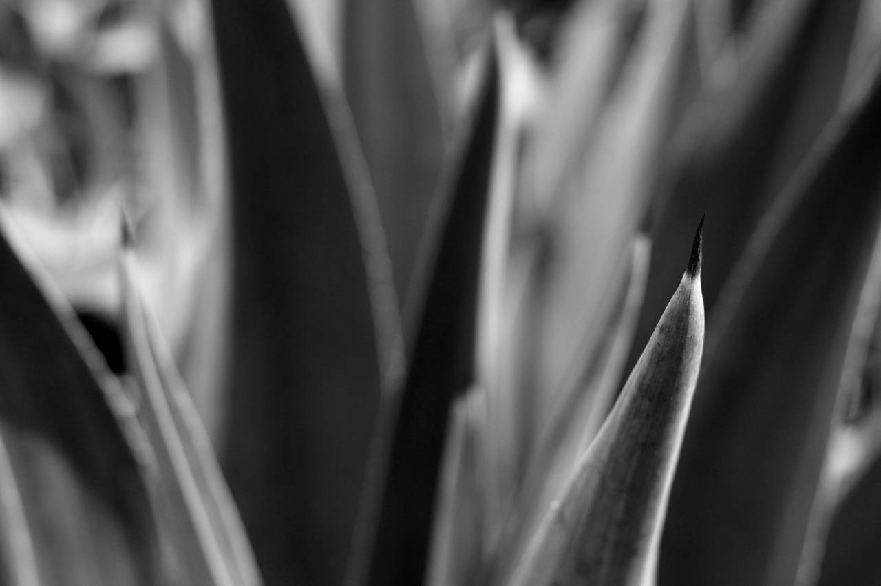   botany  agave  nature  blue  cactus  green  — free black and white photo