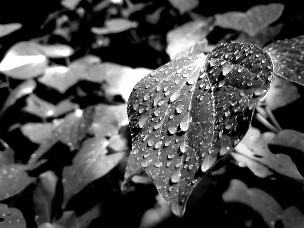   dew  moisture  leaf  green  water  drop  — free black and white photo