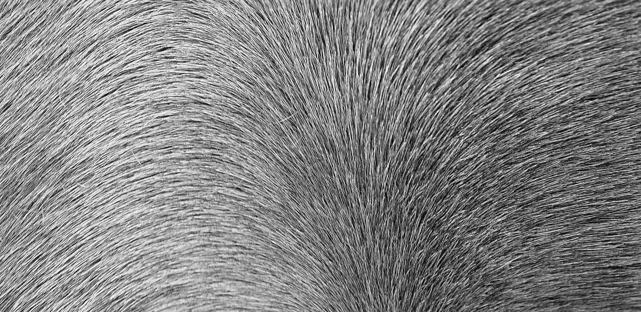   nature  sand  wood  hair  texture  trunk  — free black and white photo
