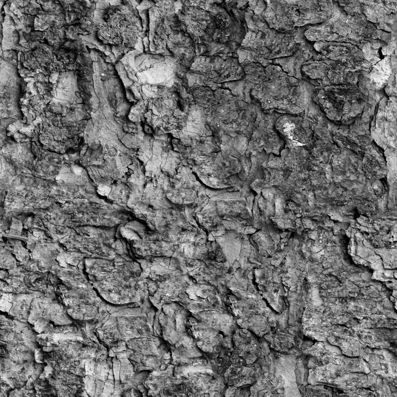   tree  branch  wood  texture  leaf  flower  — free black and white photo
