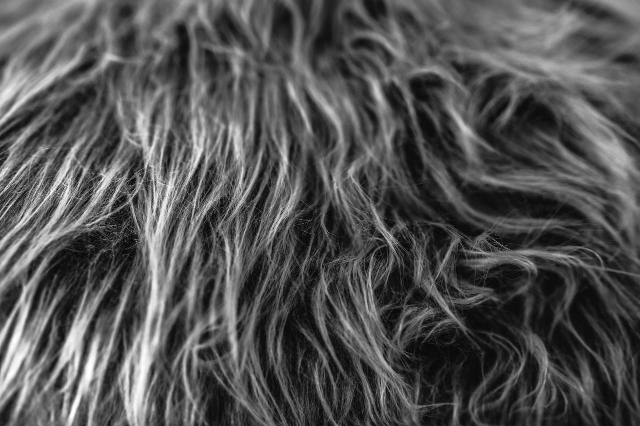   wing  black and white  texture  fur  mane  — free black and white photo