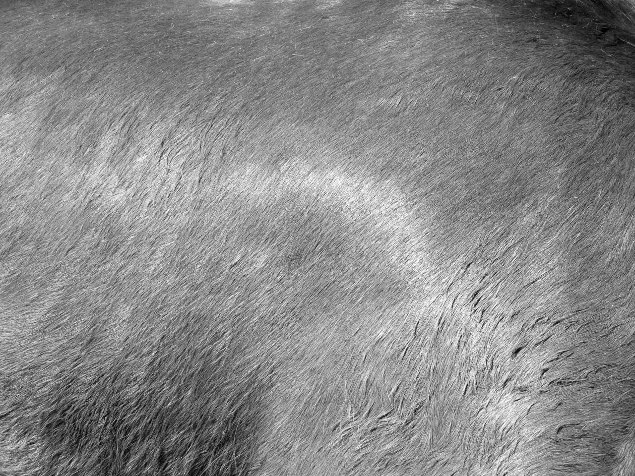  wood  hair  texture  floor  tan  fur  coat  — free black and white photo