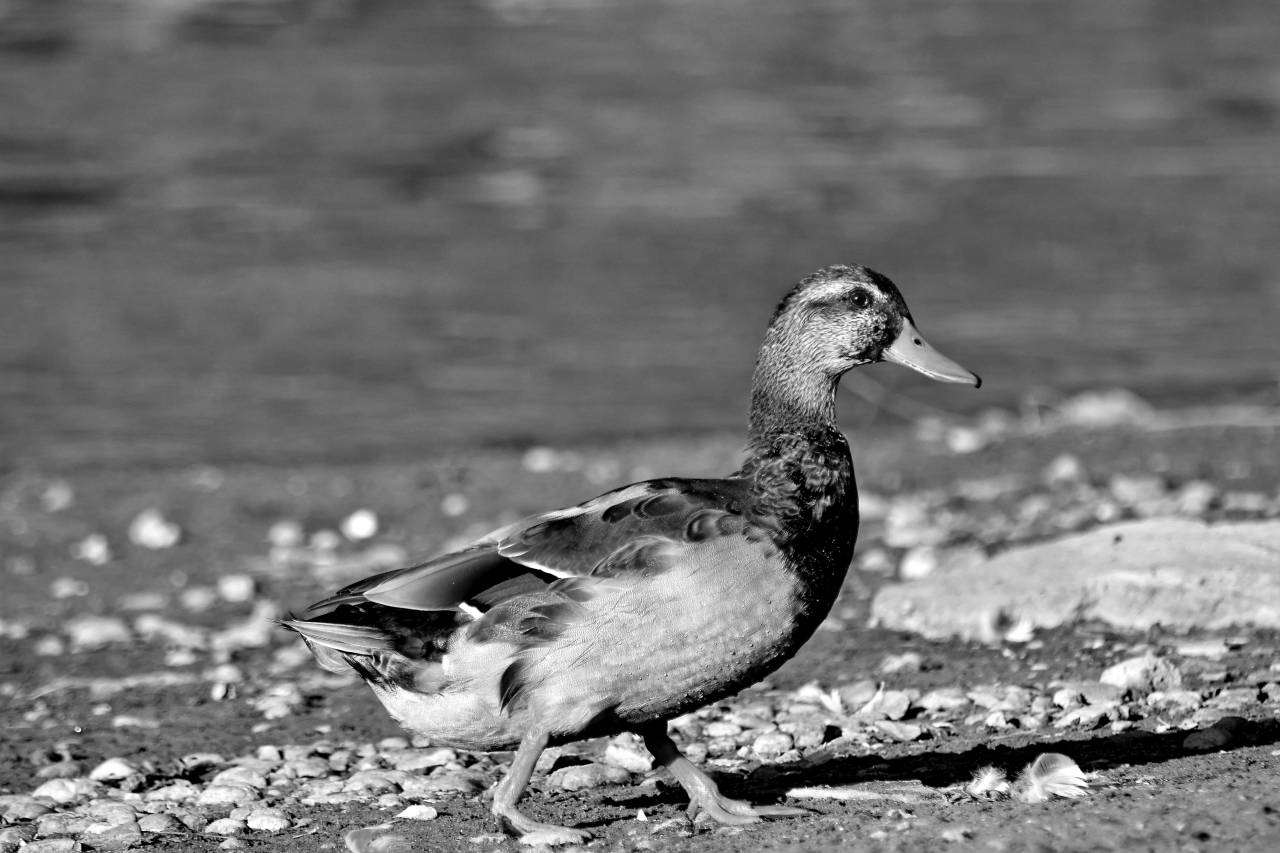 beach pebble shadow feather duck summer coast mallard bird season  birds — free black and white photo