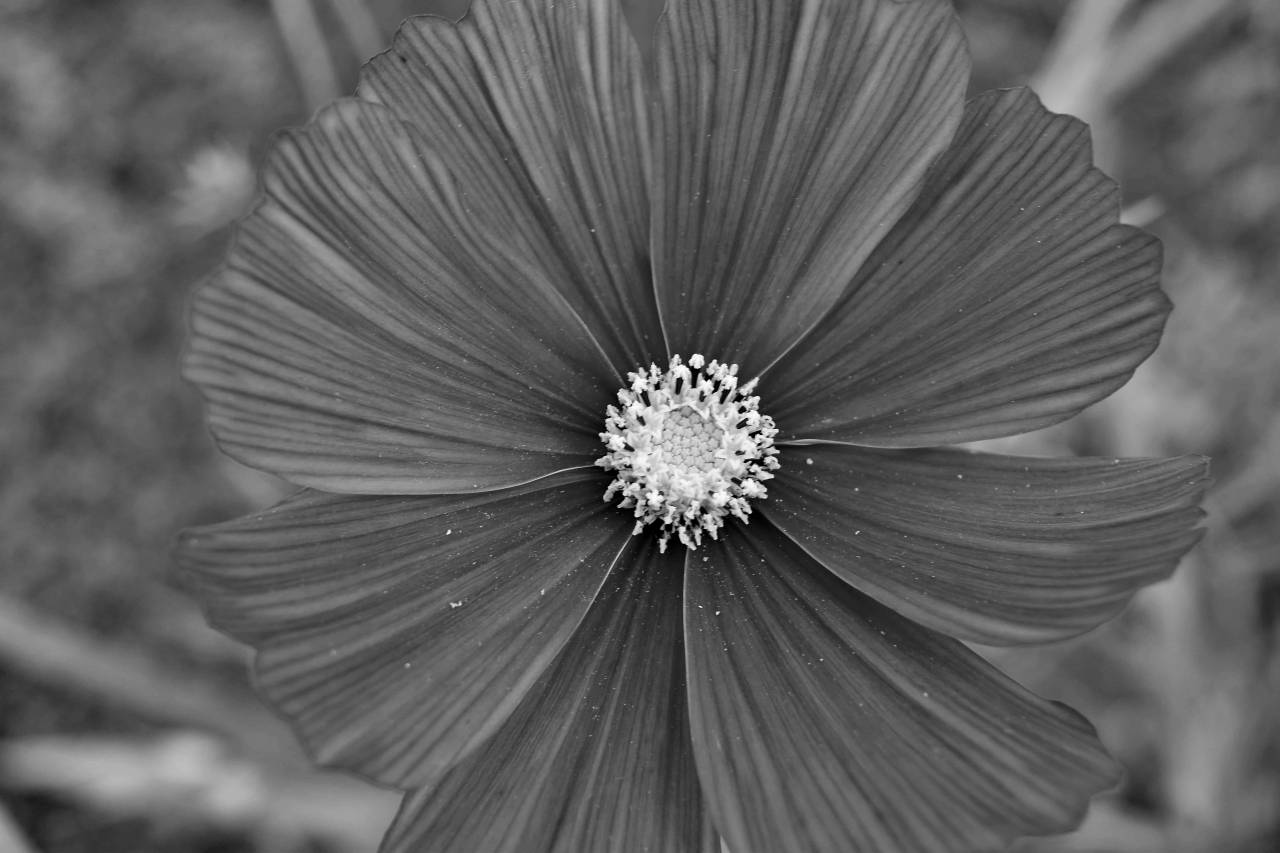 bright flowers horticulture summer flower botanic nature shrub petal plant — free black and white photo
