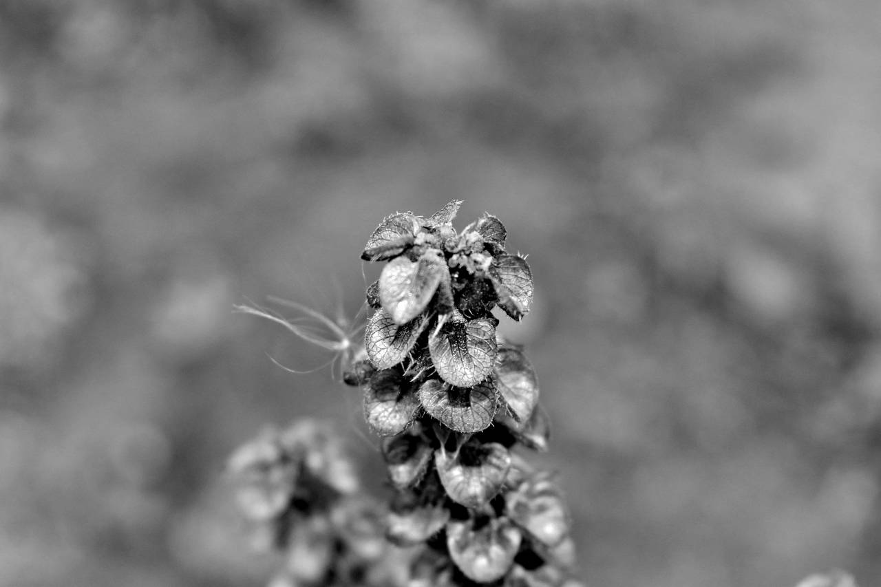 close basil dry season nature upclose macro flora outdoors  — free black and white photo
