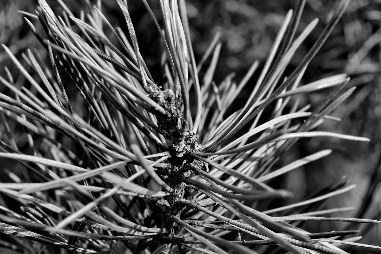 conifers branches summer season conifer branch tree needle sunshine nature outdoors — free black and white photo