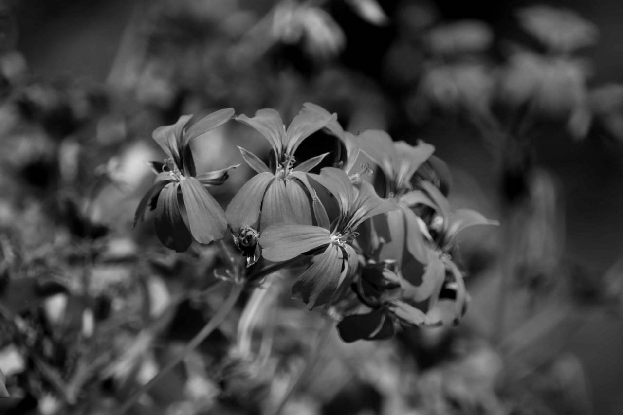 geranium flowers flower sunshine petals plant summer nature herb  plants — free black and white photo